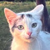 Kitty Katze Valcea